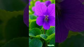 Download lagu Violets bloom quietly, yet leave the sweetest memory. 💜 #violets #violetv #like #nature mp3 Download lagu Violets bloom quietly, yet leave the sweetest memory. 💜 #violets #violetv #like #nature mp3