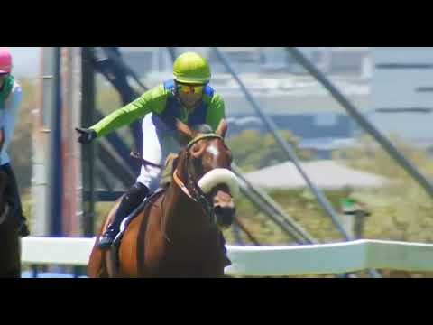 WARRIOR - World Pool Pinnacle Stakes, Kenilworth