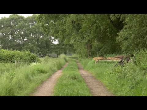 Nature Ambience: Old Country Trail with Bird and Cattle Sounds