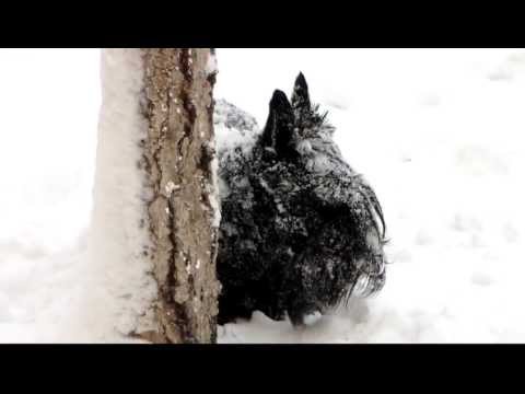 Black&white- Sweet of Blue Line Hunter