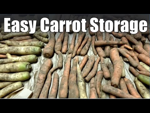 Root Cellar Secrets: Storing Beets & Carrots Simply