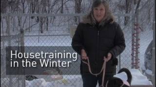 Pet Dish Pet Tips - Housetraining in the Winter
