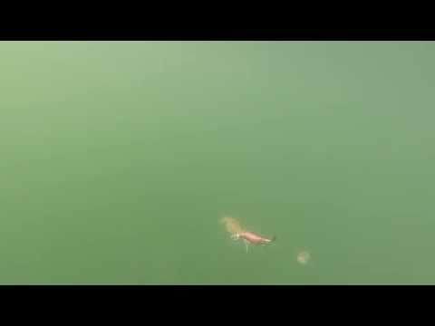 Mud Crab Sting Ray Whiting Squid