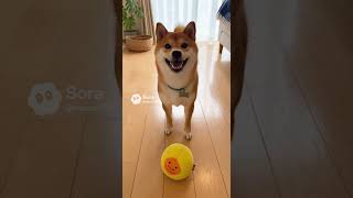 ボールを見てニコニコの柴犬
