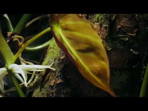 POLYPHONY OF THE DEEP RAIN FOREST  -  Ituri Pygmies  (EDIT)
