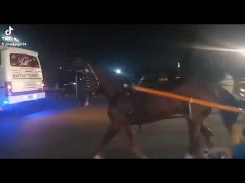 Horse Try || All pakistan Tonga Race || Lahore