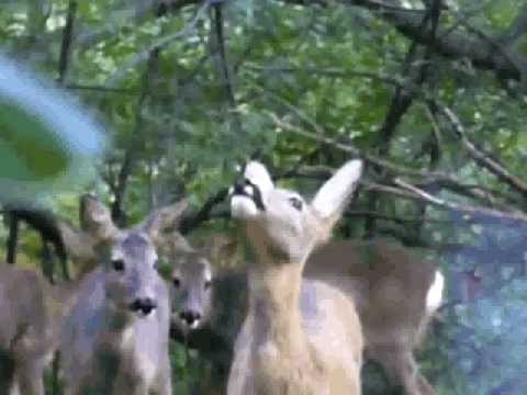Roe Deer Drone