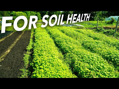 Small Scale No-Till Cover Cropping (plus what you can use instead)