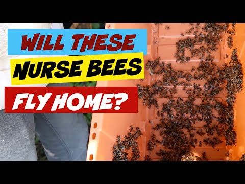 Beekeeping | Can Nurse Bees Make It Back To Their Hive When Removed?