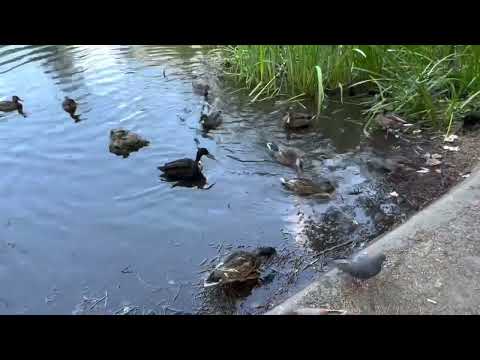 DR. Petar Garjajev- Musik za obnovu DNK, CELIJA I ORGANA!