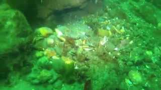 preview picture of video 'Wolf Eel at Z's reef. Puget Sound Wa.'