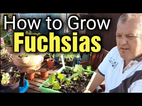 How to Grow Fuchsia from Seed | Start to Finish | Gardening for Beginners