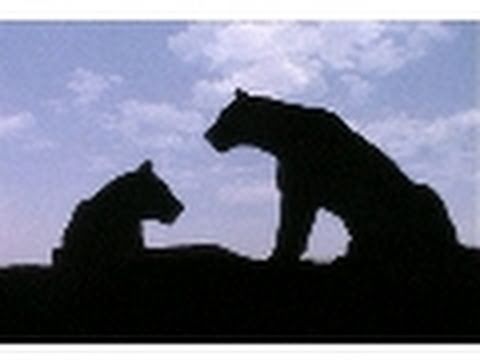 Lion Hunting Strategy | Nat Geo Wild