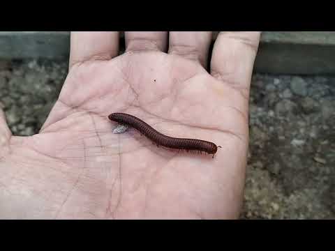 Giant Horror Millipede  Red / Millipede