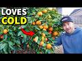 4 Astonishing CITRUS TREES That THRIVE In Cold Climates!