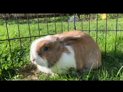 Mad Bunny - Lunging, Ears Back, Growling