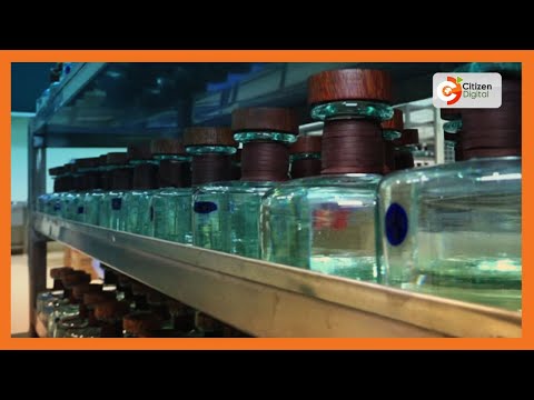 Made in Kenya | Nairobi distillers making Gin from African Juniper