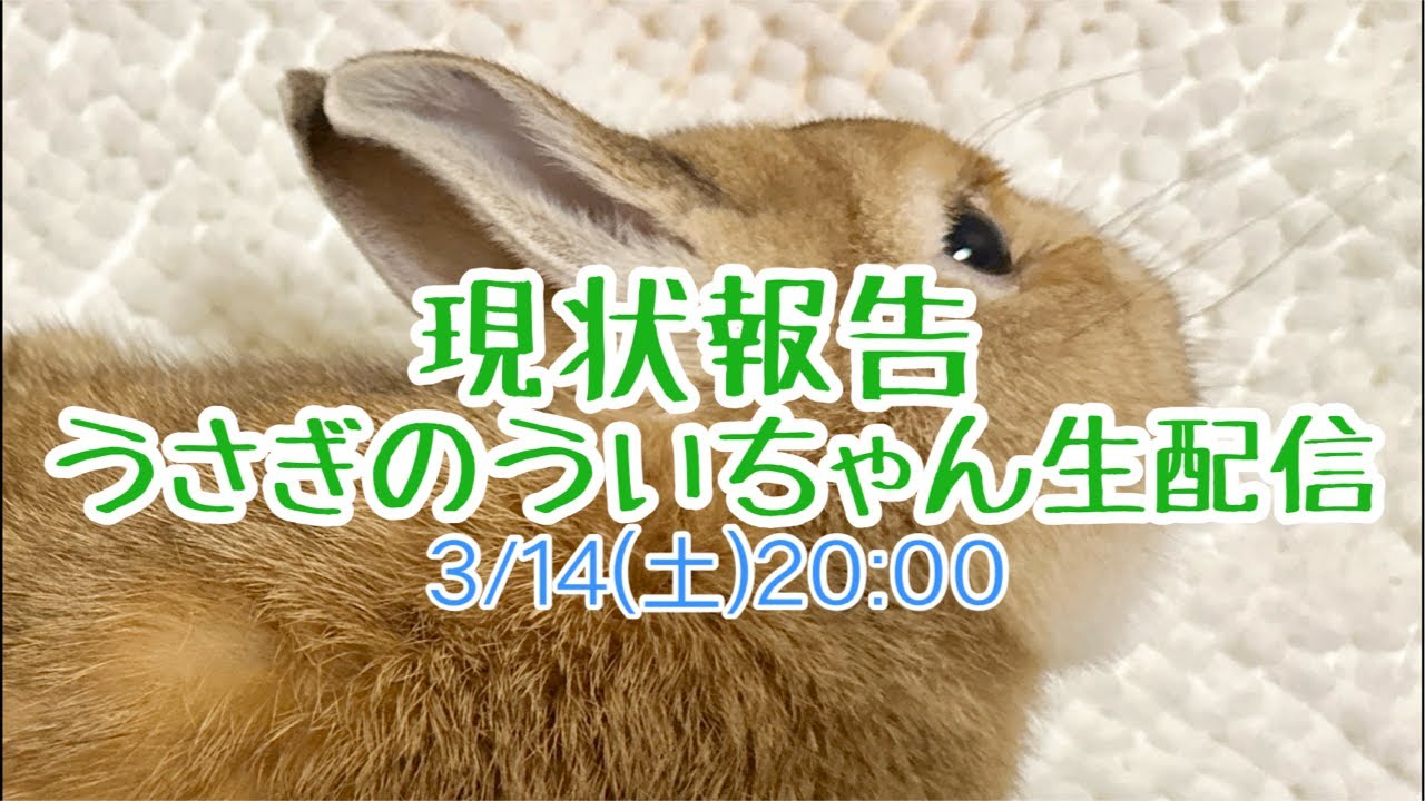 【エンセその後】うさぎのういちゃん生配信【現状報告】