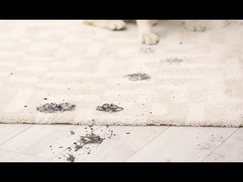 download lagu mp3 mp4 How To Wipe Dogs Paws, download lagu How To Wipe Dogs Paws gratis, unduh video klip How To Wipe Dogs Paws