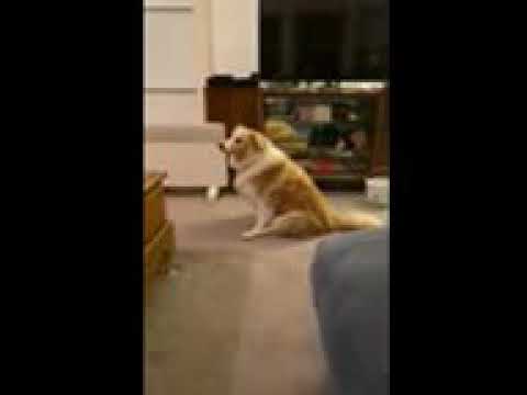 YouTube video about: Why is my dog swaying back and forth?