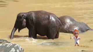 Download lagu Liburan Seru Di Dunia Gajah | SI OTAN (18/12/23) mp3 Download lagu Liburan Seru Di Dunia Gajah | SI OTAN (18/12/23) mp3