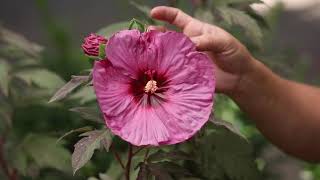 Summerific Berry Awesome Hibiscus