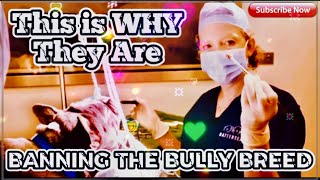 MEDICAL WARNING ⚠️ BULLY DOG BREEDS AT RISK | Countries Started Breeding Restrictions & Banning Dogs
