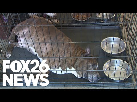 Animals left tied to shelter fence, facility overwhelmed in Selma, CA