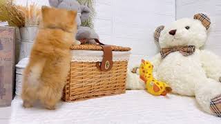 ハーフ犬の動画02