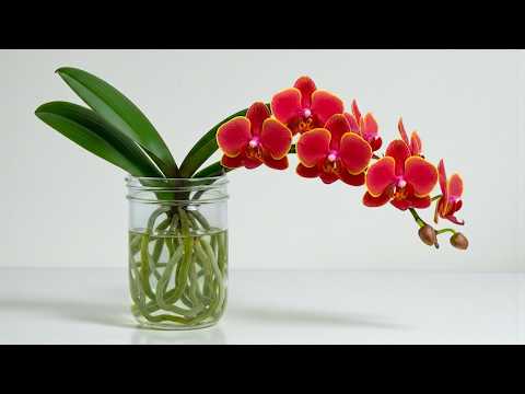 Usa questo al posto del terriccio per orchidee! Le orchidee fioriranno abbondantemente e produrra...