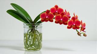 Use This Instead of Orchid Soil! Orchids will bloom abundantly and produce new roots