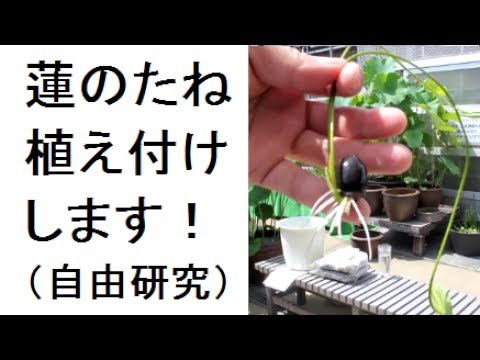 園芸 聖なる蓮、インドの蓮
