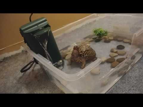My box turtle Baby discovers a filter 🐢