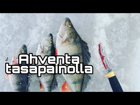 Ahvenen tasuripilkintää myrskyssä sekä laikuilta -Tammikuun reissua 2022.