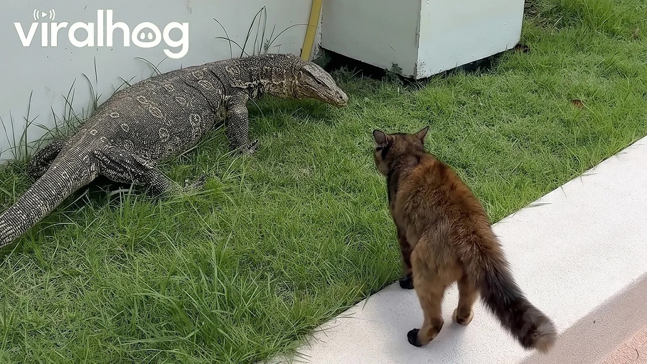 Curious Cat Gets Warned Off by Monitor Lizard || ViralHog