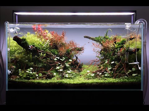 Aquascape Tutorial Step by Step 90cm Planted Aquarium