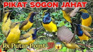 Download lagu 🔥 SUARA PIKAT SOGON PALING AMPUH! Baru Di Putar Sogon Liar Berdatangan❗ mp3