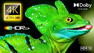 Test Extreme HDR & Dolby Vision 4K Video ULTRA HD - HDR10+ #4K