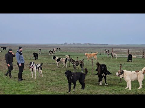 ZECI DE CÂINI CIOBĂNEȘTI ROMÂNESTI,KANGALI ȘI ASIA CENTRALA,ÎN COMUNA LUCIU,JUD.BUZAU.