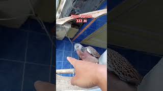 Download lagu Tekukur Pikat mp3 Download lagu Tekukur Pikat mp3