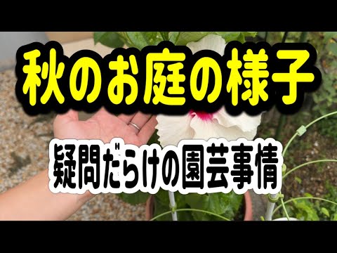 園芸 レイランド サイプレス