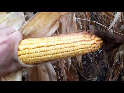 Архіви 2021: Отака виросла кукурудза Dekalb 3939