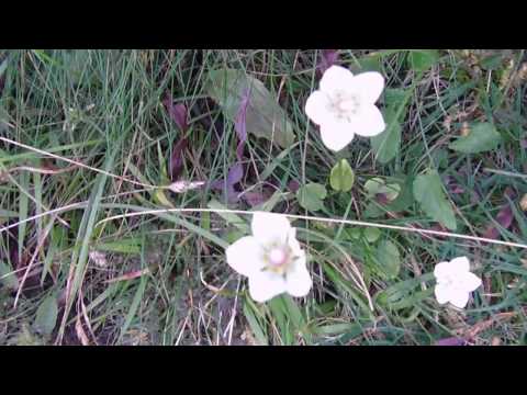 2.Kużnice-Hala Gąsiennicowa przez Dolinę Jaworzynki 20 sierpień 2011 rok.mov