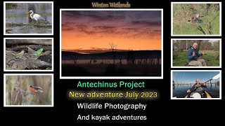 July's Wildlife Photography Adventure : Antechinus project