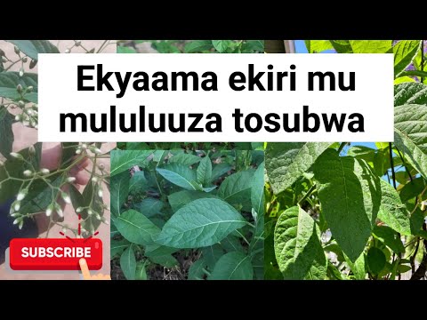 Okuggya obutwa mu mubiri,ebiwuka,okuwonya ensigo n'ekibumba, n'endwadde endala omululuuza y'ensonga