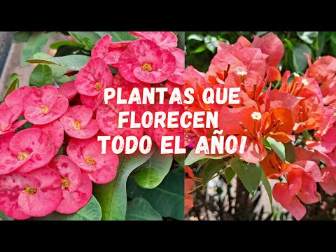PLANTAS que FLORECEN TODO EL AÑO y NO Necesitan de Muchos CUIDADOS | plantas con muchas flores |