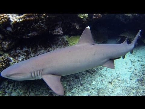 Hawaiian White Tip Reef Sharks (snorkeling)