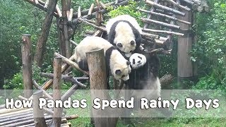 How Pandas Spend Rainy Days | iPanda