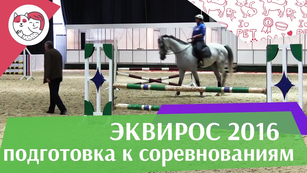 Подготовка молодой конкурной лошади к соревнованиям Ч 1 ЭКВИРОС 2016 на ilikepet