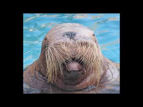 MC Shithead "Constipated Walrus"